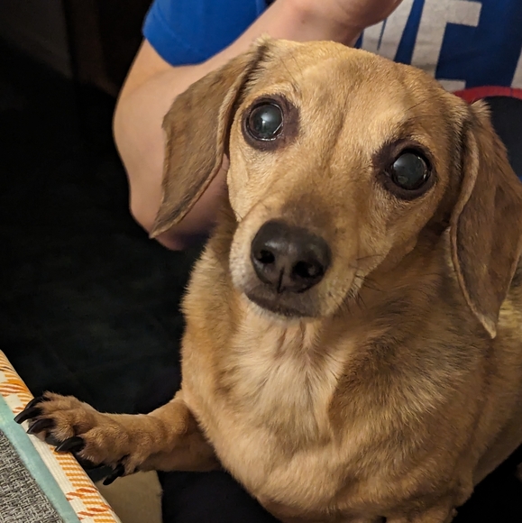 Meet your Posher, Annie - Picture 1 of 1